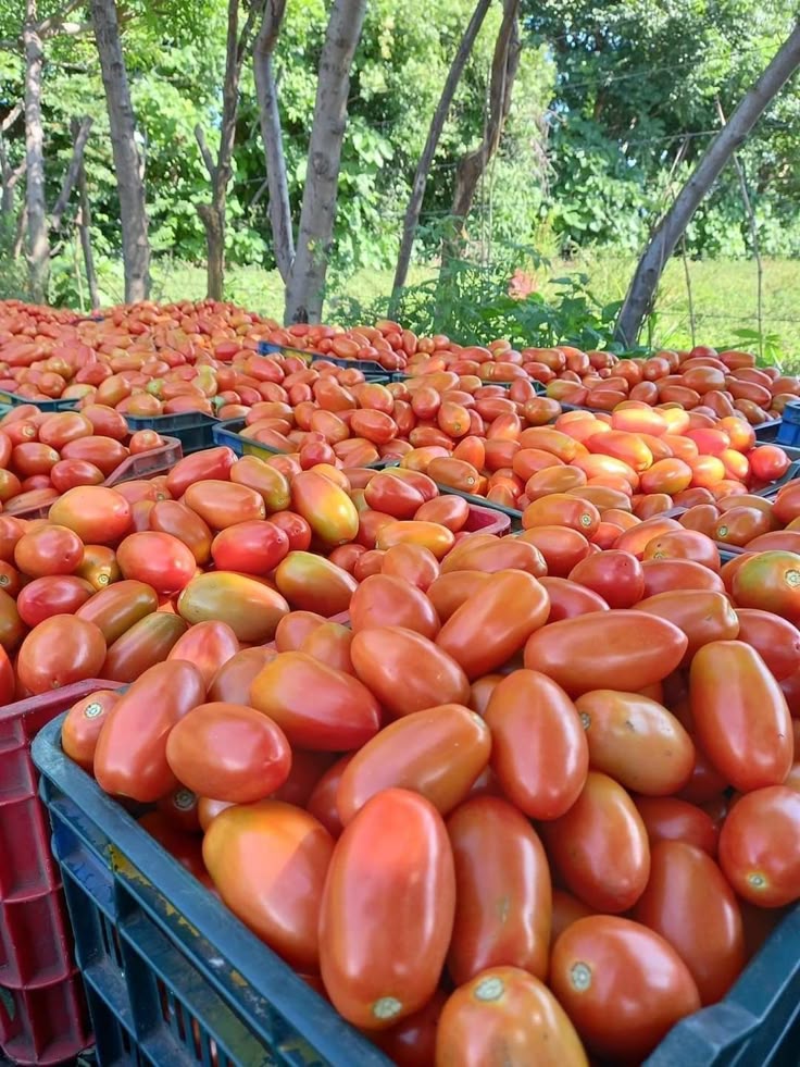 Farms Before & After Using Verified Inputs